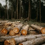 Як законно купувати та продавати деревину в Україні