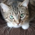 Прикмети й забобони про котячий вус