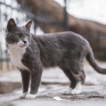 Молитва, щоб знайшовся кіт