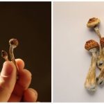 Биохакинг и грибы – природный источник энергии, фокуса и баланса