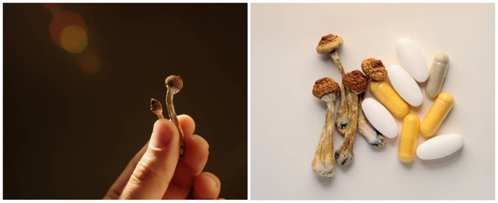 Биохакинг и грибы – природный источник энергии, фокуса и баланса