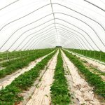 Чи можна використовувати агроволокно для картоплі та овочів