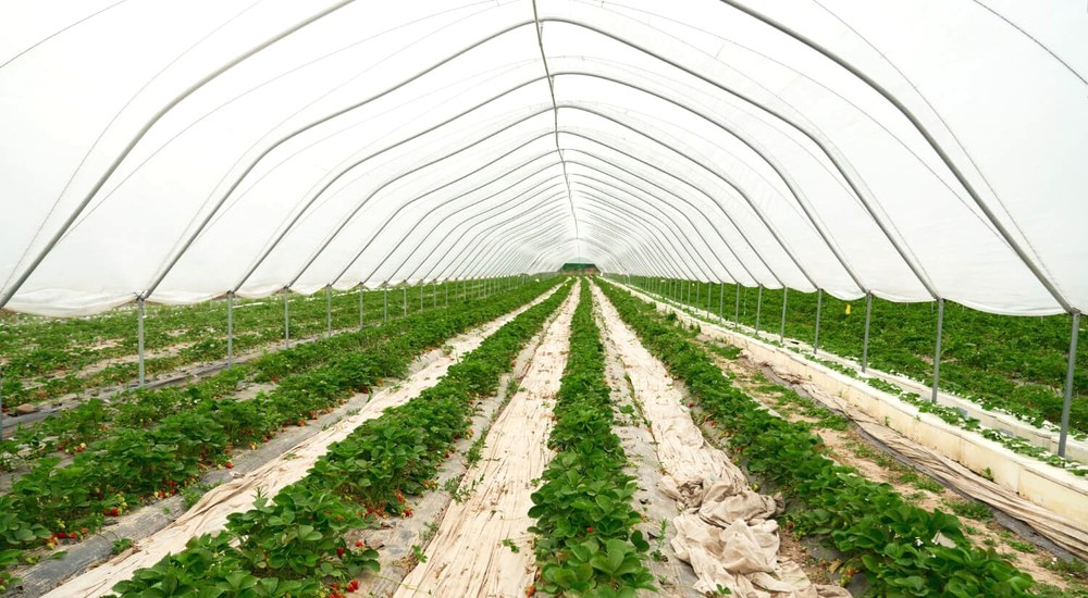 Чи можна використовувати агроволокно для картоплі та овочів