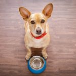 Сухий корм для собак – ТОП-10 якісних варіантів для активних порід