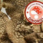 Як сушені гриби впливають на імунну систему?