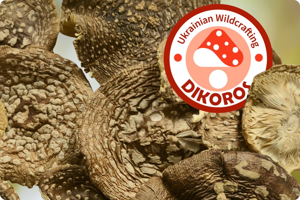 Як сушені гриби впливають на імунну систему?