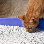 Що означає, якщо кіт їсть землю або пісок