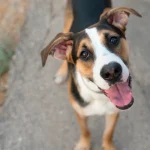 Чому собака часто тріпає вухами та що з цим робити