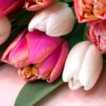 Як правильно доглядати за тюльпанами у вазі, щоб вони довше стояли