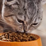 Сухий корм Nature’s Protection для котів – здорове харчування щодня