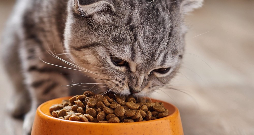 Сухий корм Nature’s Protection для котів – здорове харчування щодня