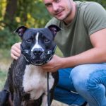 Прогулка без проблем: 7 правил идеального выгула собаки