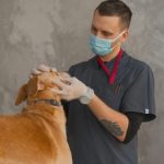 Алергія у собаки: симптоми, діагностика і коли потрібен ветеринар-дерматолог