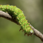 Що означає сон про гусеницю: значення за сонником