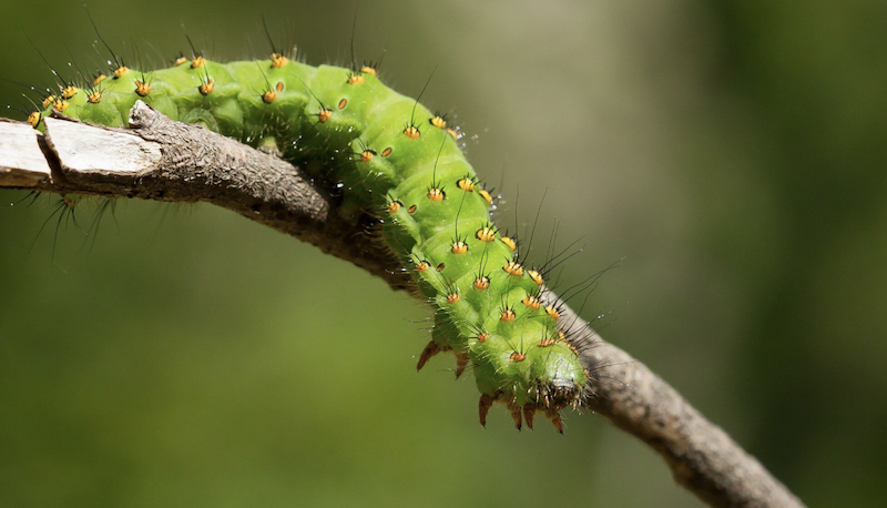 Що означає сон про гусеницю: значення за сонником