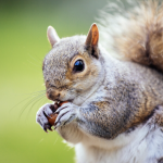 Що їсть білка: раціон в природі та домашніх умовах