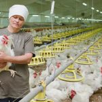 Как обеспечить биобезопасность на птицефабрике https://sanfort.ua/ru/