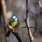Куди діваються синиці влітку: місця гніздування та зміна раціону