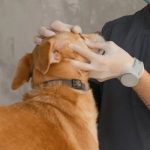Ветеринарна офтальмологія: симптоми хвороб очей у собак і котів